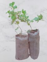 Pépinière de STEVIA REBAUDIANA