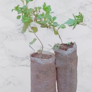 Pépinière de STEVIA REBAUDIANA