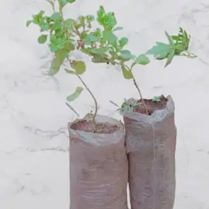 Pépinière de STEVIA REBAUDIANA
