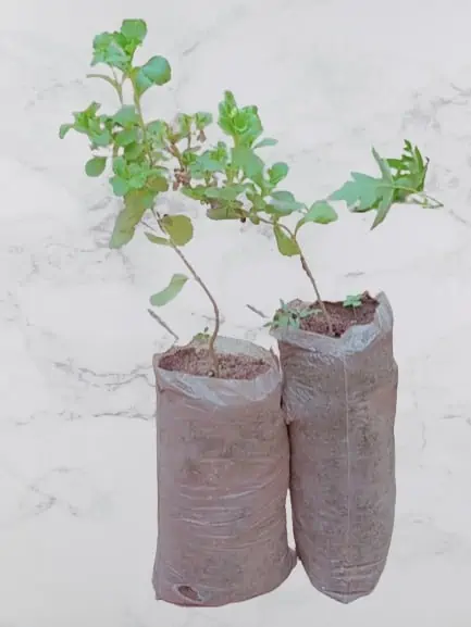 Pepiniere stevia removebg preview Pépinière de STEVIA REBAUDIANA
