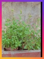 Pépinière de STEVIA REBAUDIANA