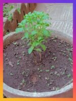 Pépinière de STEVIA REBAUDIANA