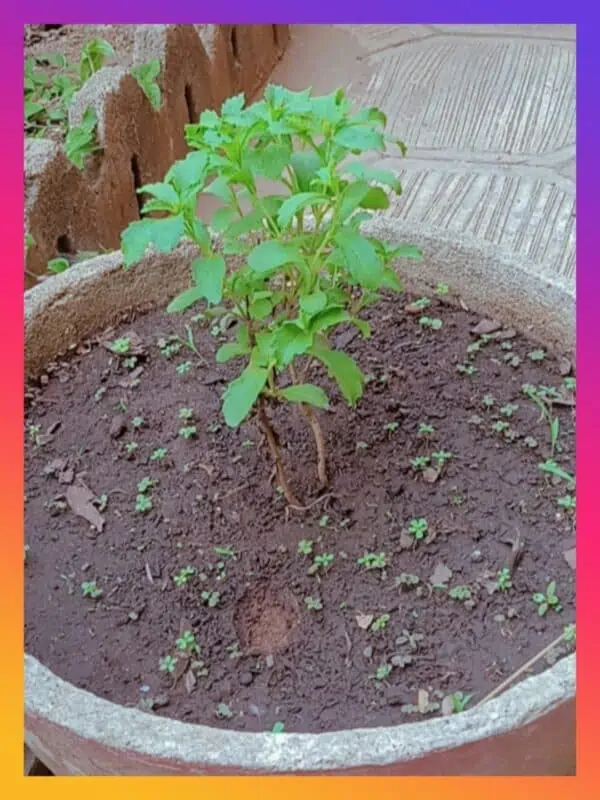 Pépinière de STEVIA REBAUDIANA